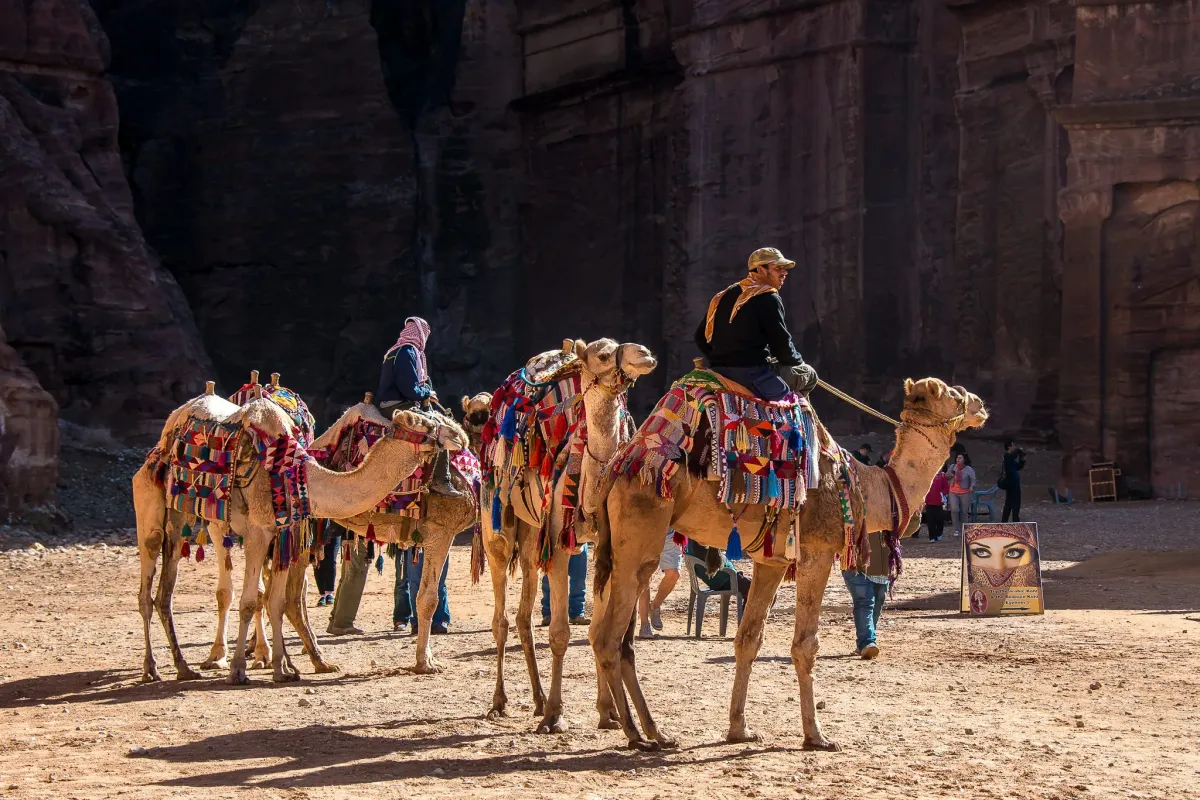 Desert Camels neat Petra