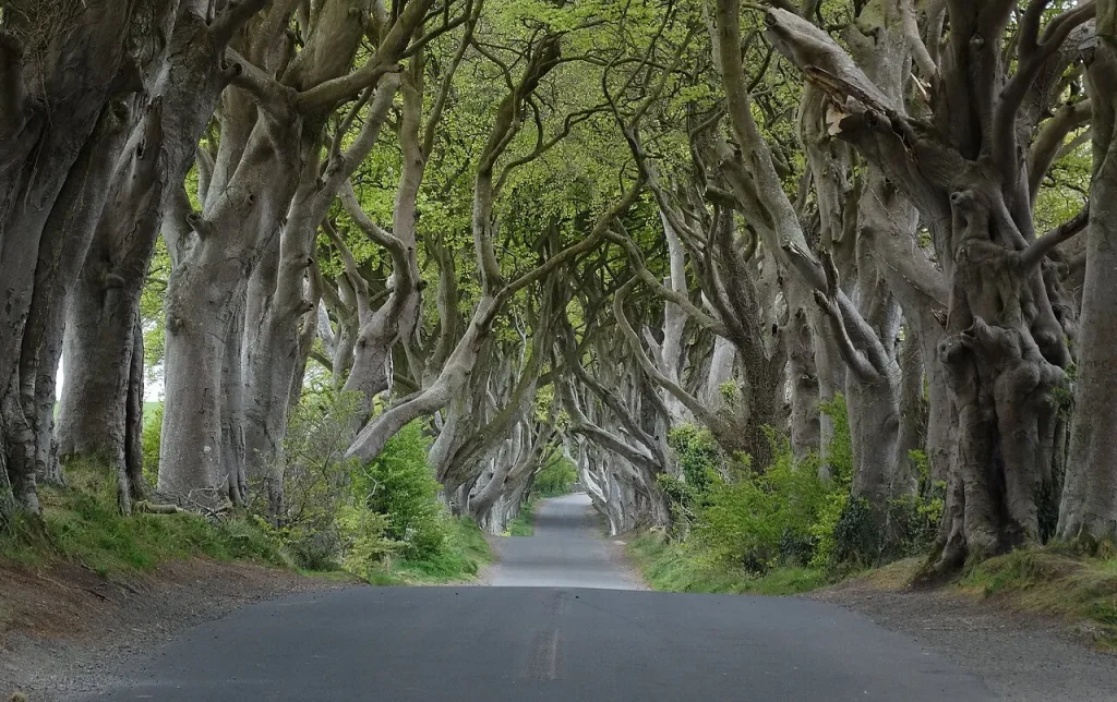 The Dark Hedges: The Kingsroad in Game of Thrones